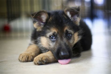 Microchipped Comes with 4 weeks free insurance and a puppy pack of food To a loving forever home only Read more >> More >> Pets Puppies & Dogs German Shepherds Holsworthy. . Free german shepherd puppies